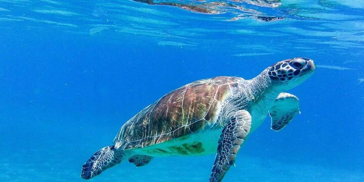 A green sea turtle swimming just below the surface in clear blue water