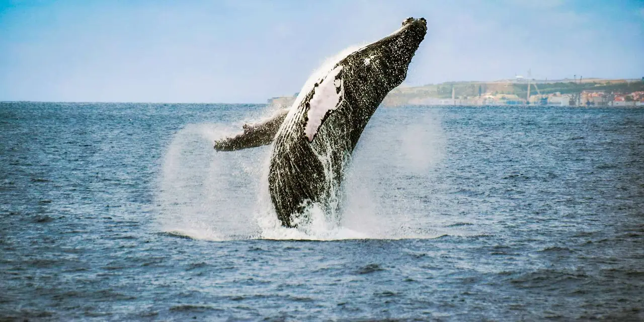 A whale breaching high out of blue Atlantic water, spray falling around it