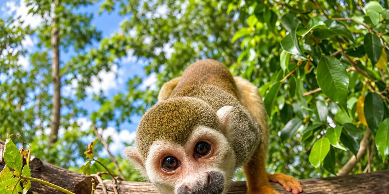 A small squirrel monkey with a white face peering over a wooden branch, with green leaves behind