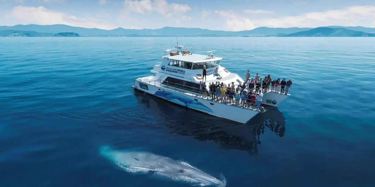 A white catamaran with passengers on deck crossing deep blue water as a whale surfaces alongside