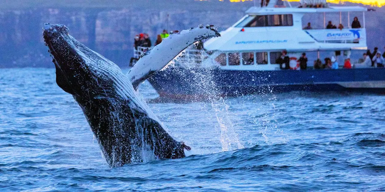 A humpback whale breaching beside a white catamaran at sunset