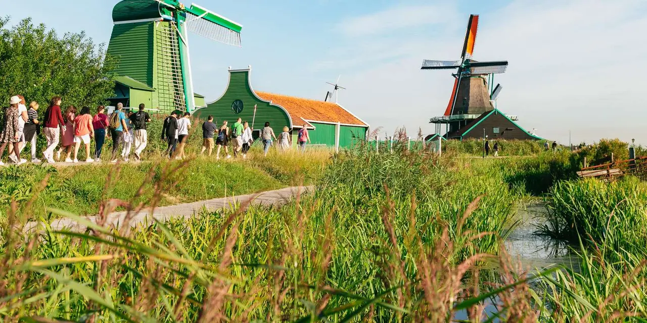 A group of visitors walking along a path past green wooden windmills and reeds on a sunny day at Zaanse Schans