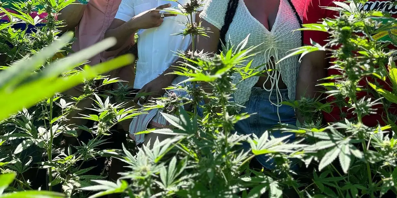 A smiling group standing among tall green plants on a farm