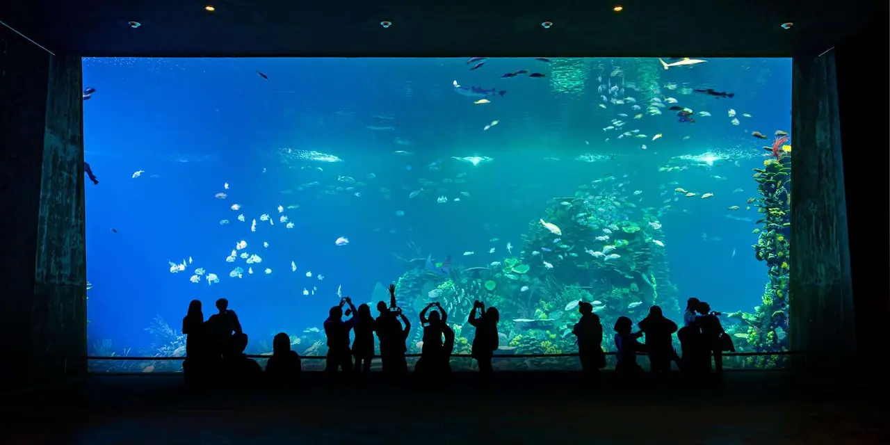 A row of silhouetted visitors facing a huge blue aquarium window with schools of fish swimming past