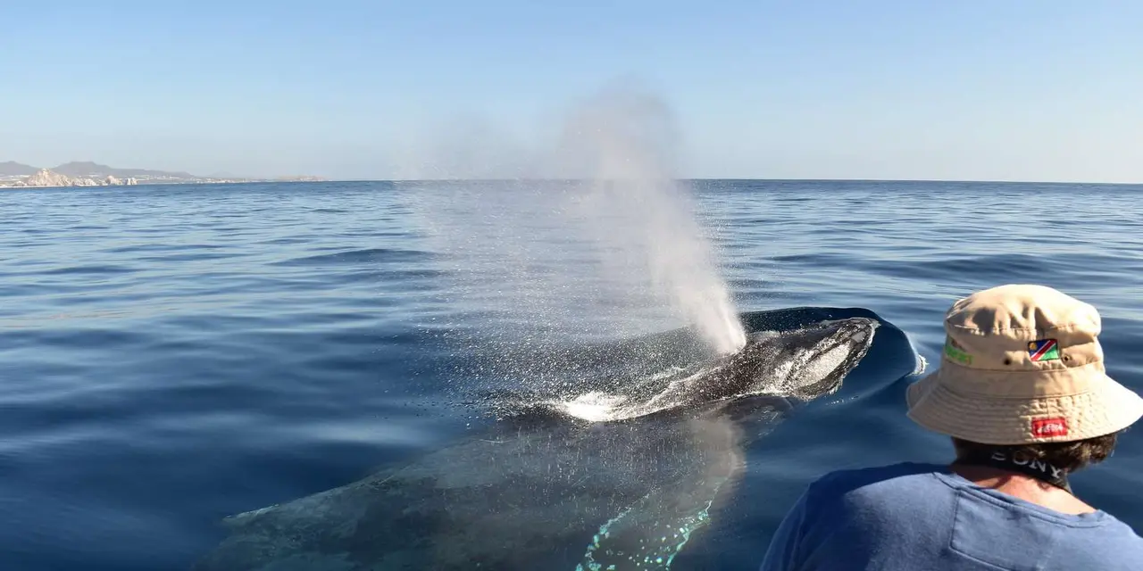 A humpback whale surfacing and blowing beside a boat, with a passenger in a bucket hat watching from the rail