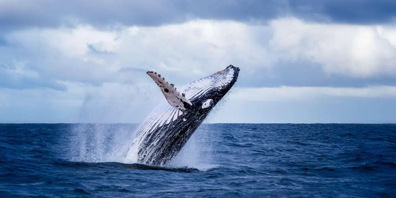 Humpback whale leaping out of dark blue water with its long white flipper raised, under a cloudy blue sky