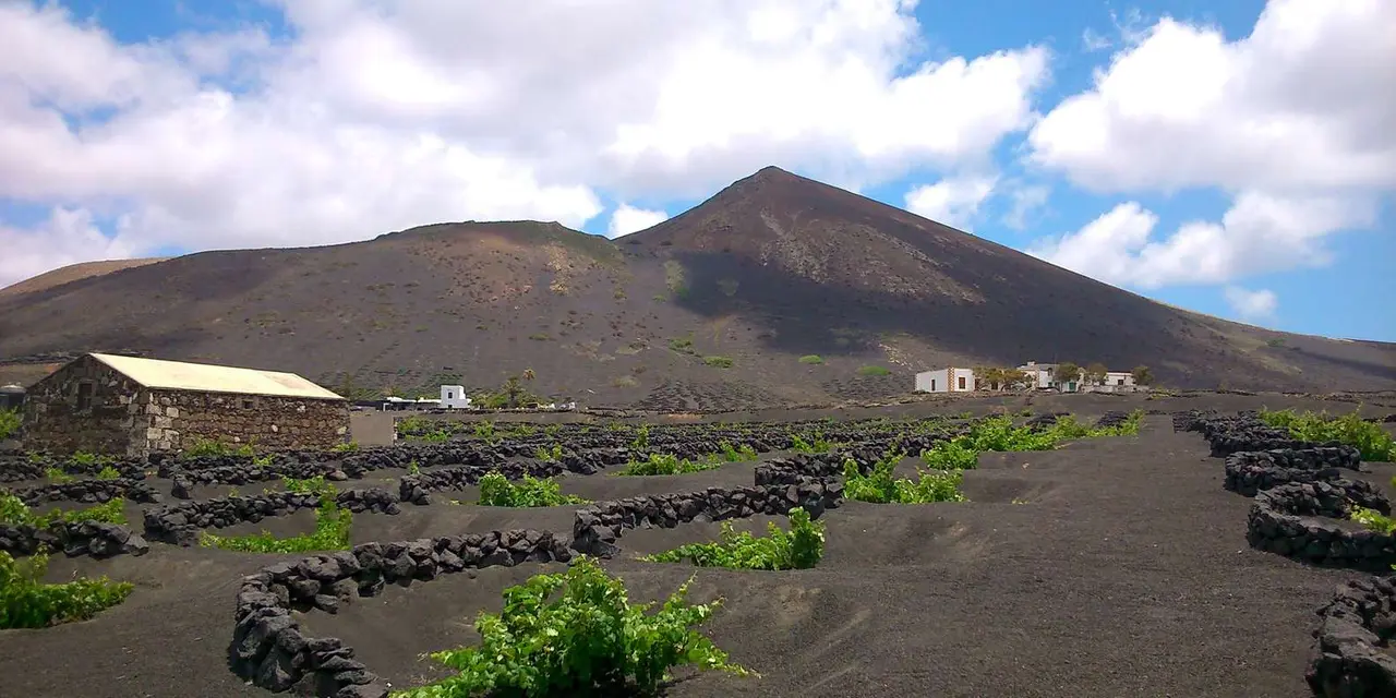 Green vines growing in black volcanic ash behind low stone walls, with a dark volcano behind