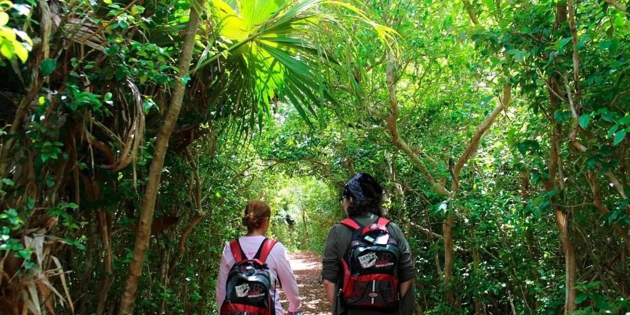 Two hikers with backpacks walking a shaded jungle trail under tall palms