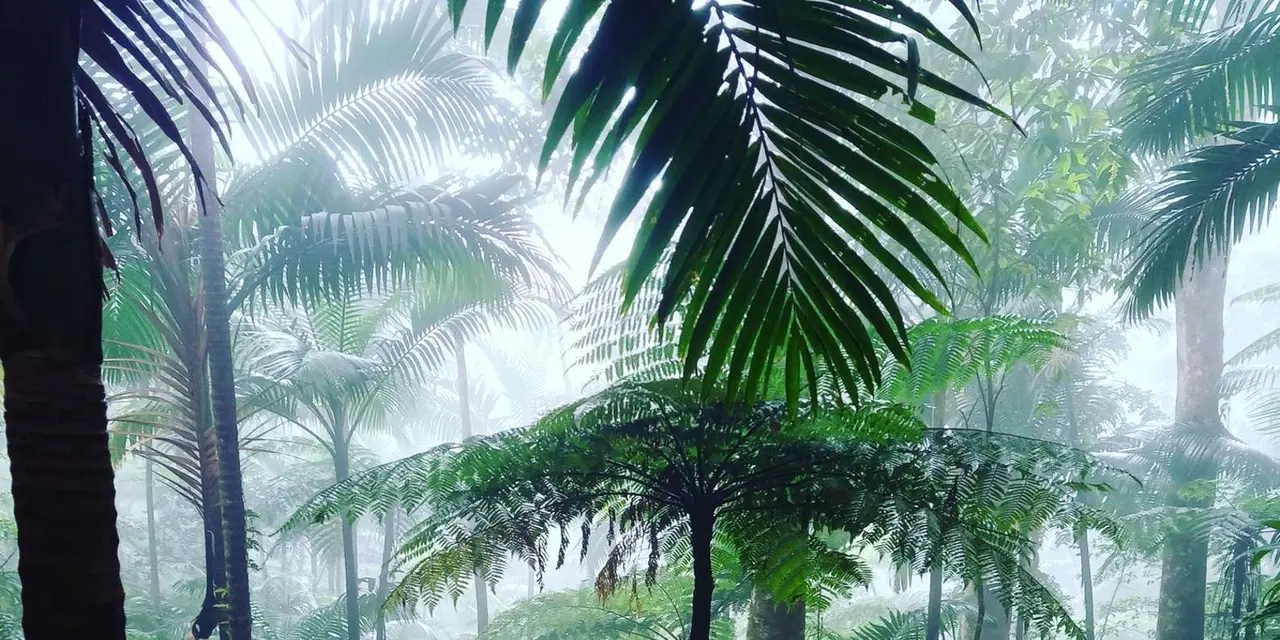 Fern fronds and palm leaves in a misty rainforest