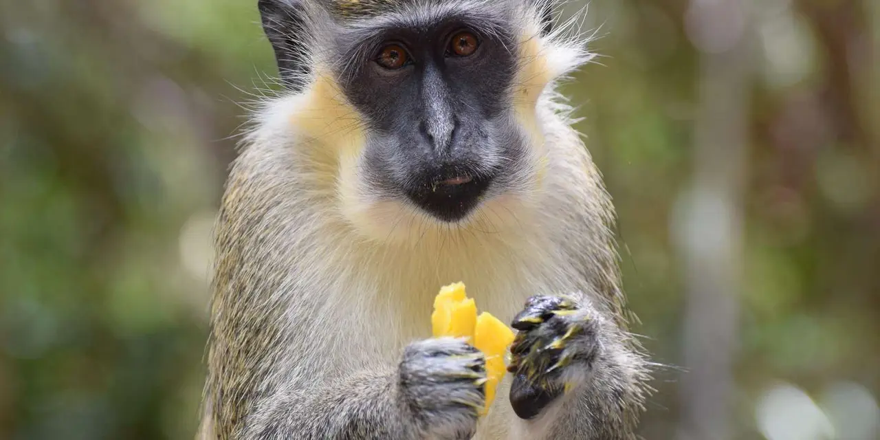 A green monkey holding a piece of mango