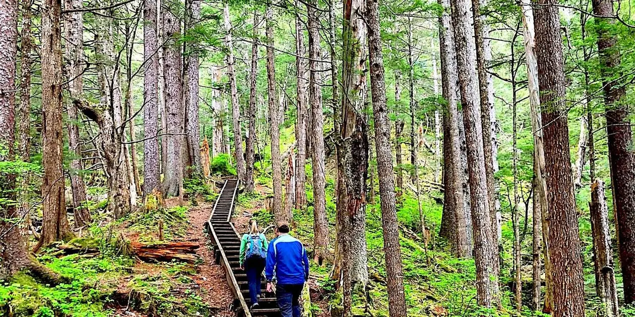 Two hikers in jackets climbing a wooden staircase through tall old-growth forest with a carpet of ferns and moss