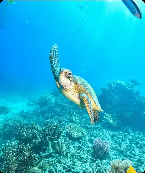 A green sea turtle swimming over coral in clear blue water