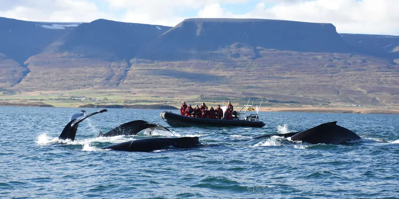 Humpback whale tails and backs breaking the surface of the fjord beside a small orange-suited group in a RIB boat, with a flat-topped mountain behind