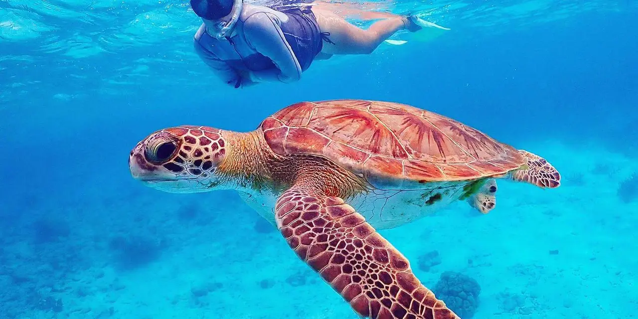 A green sea turtle swimming past a snorkeler in clear blue water