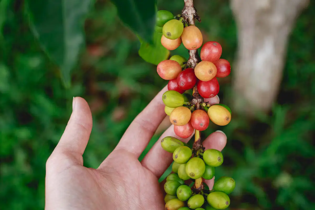 A hand holding a sprig of ripening red, yellow and green coffee cherries at a Kona coffee farm