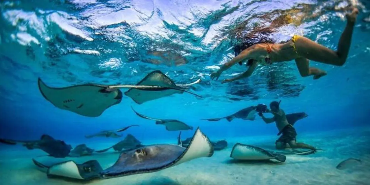 Underwater view of snorkelers swimming above several stingrays gliding over a sandy seabed