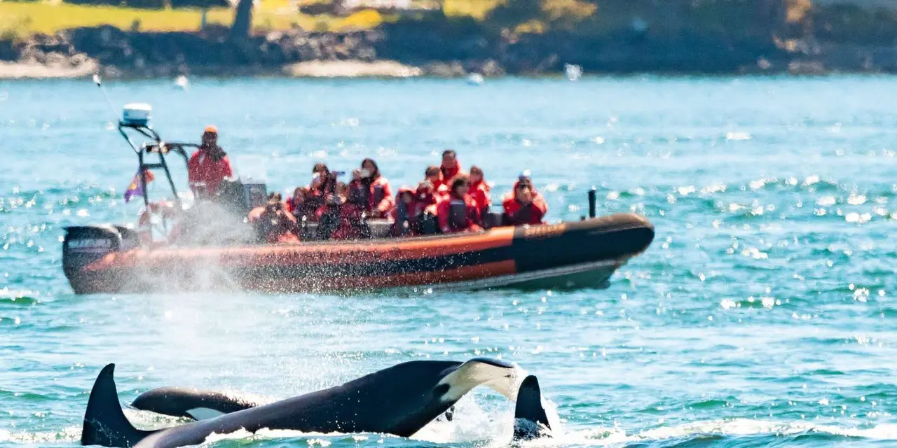 An orca surfacing in front of a red Zodiac full of passengers in survival suits