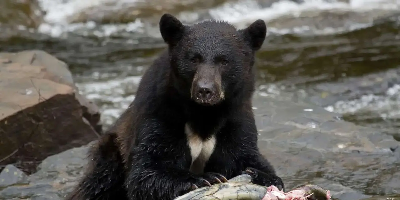 A black bear sitting on rocks beside rushing white water