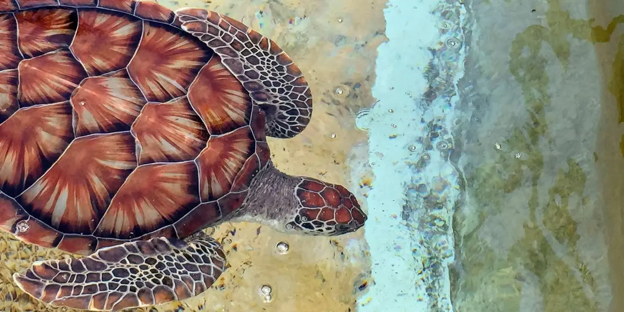 Green sea turtles seen from above, the largest swimming toward a strip of pale sandy shallows