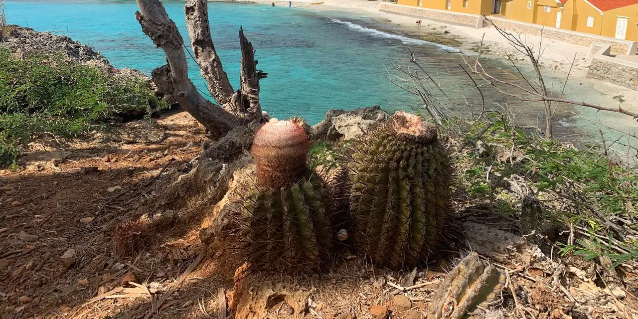 Round barrel cacti beside a turquoise cove with a sandy beach beyond