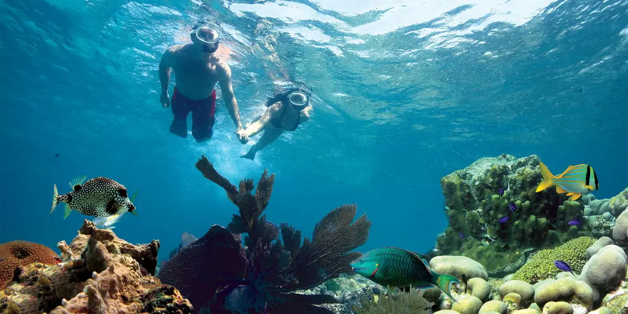 A couple in snorkel masks hand in hand above a coral reef, with a parrotfish, a spotted boxfish and a sea fan below them