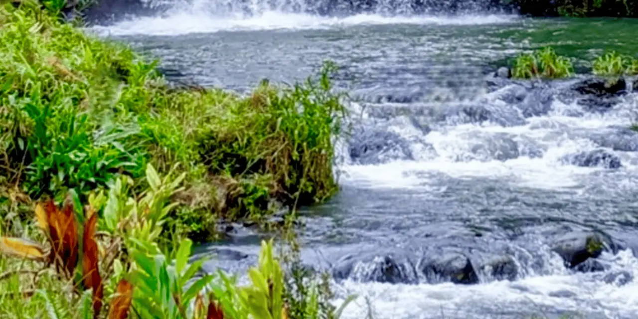 A fast stream tumbling over dark rocks beside a green bank of tropical plants