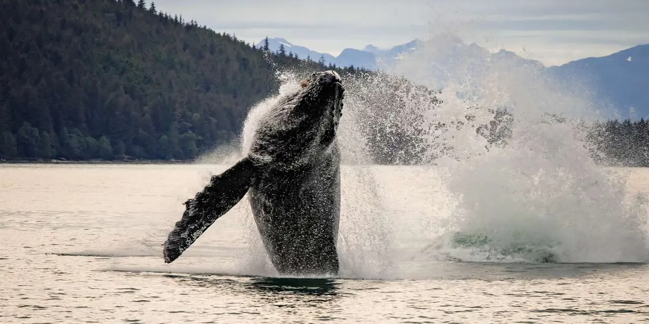 A humpback whale breaching out of calm water in a spray of white water, with forested hills and snowy peaks behind