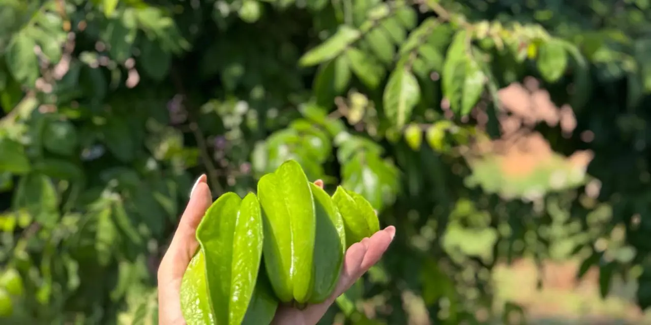 A hand holding a cluster of green star fruit against the leaves of a tree