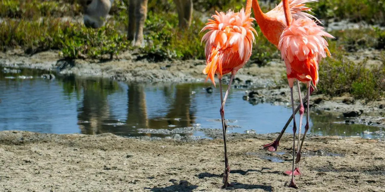 Two pink flamingos wading in shallow water