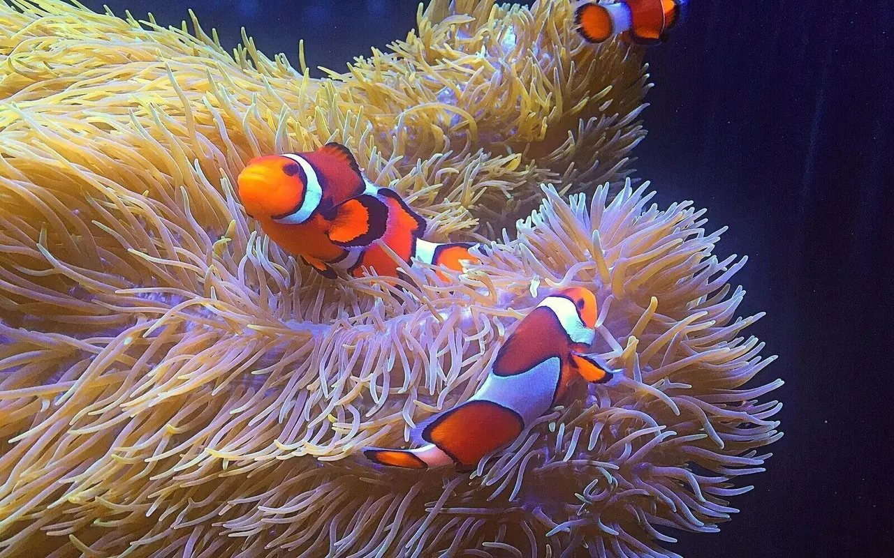 Two orange-and-white clownfish swimming among the pale tentacles of a sea anemone