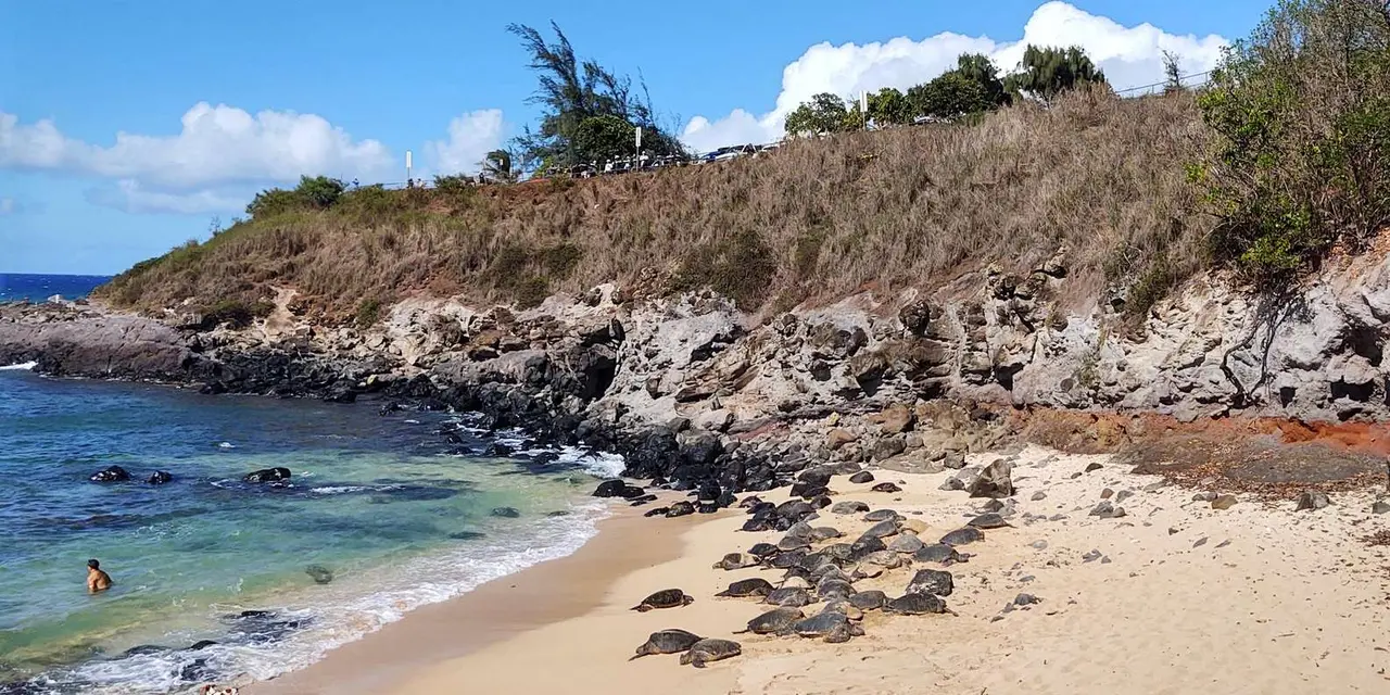 Dozens of green sea turtles resting on a pale-sand cove beneath a rocky headland, with turquoise water on the left and a roadside lookout above