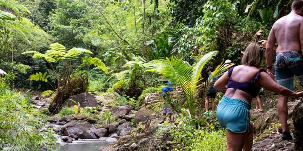 A hiker stepping over ferns and rocks beside a river in rainforest