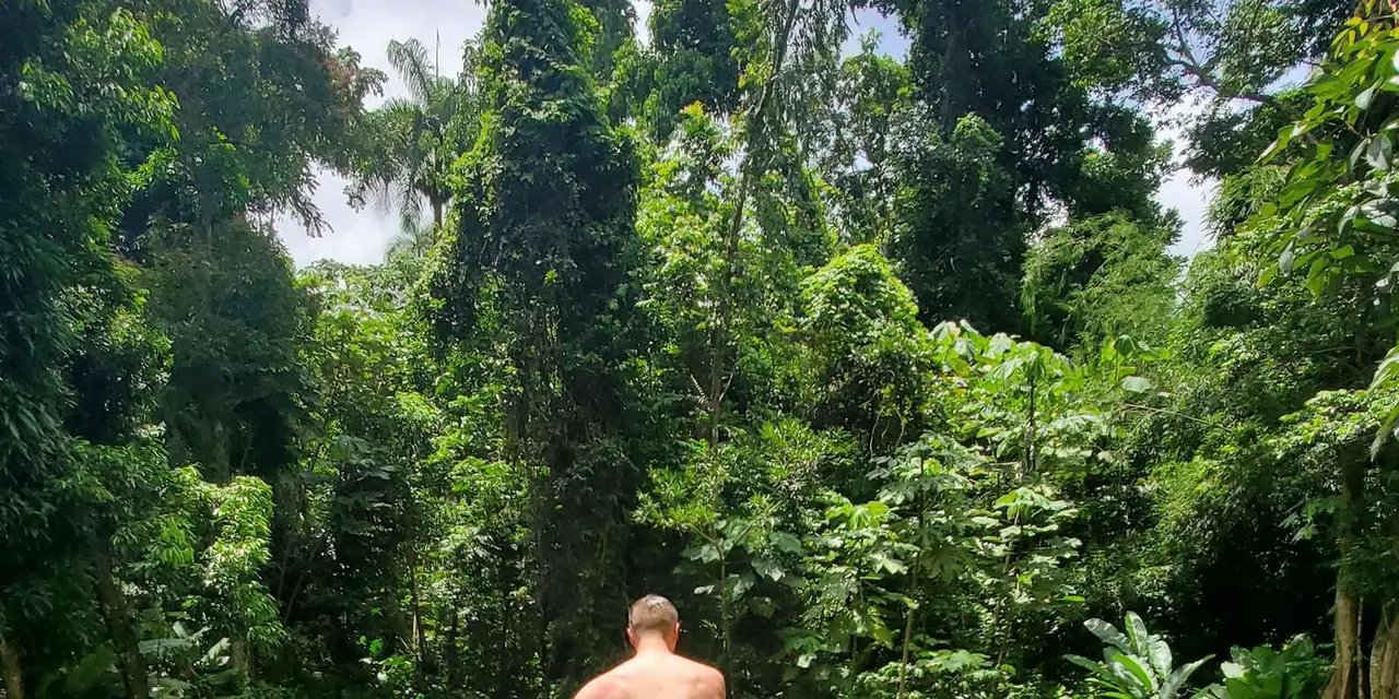 A walker standing among tall rainforest trees and dense green leaves