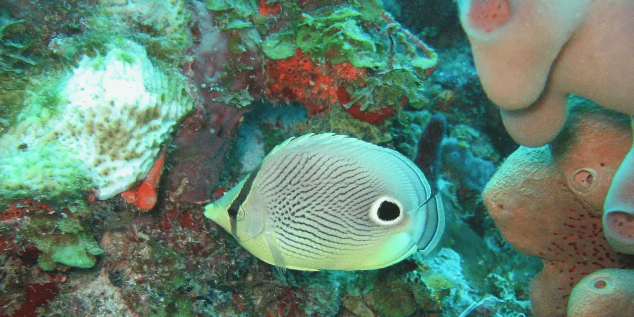 A spotted butterflyfish swimming beside coral underwater