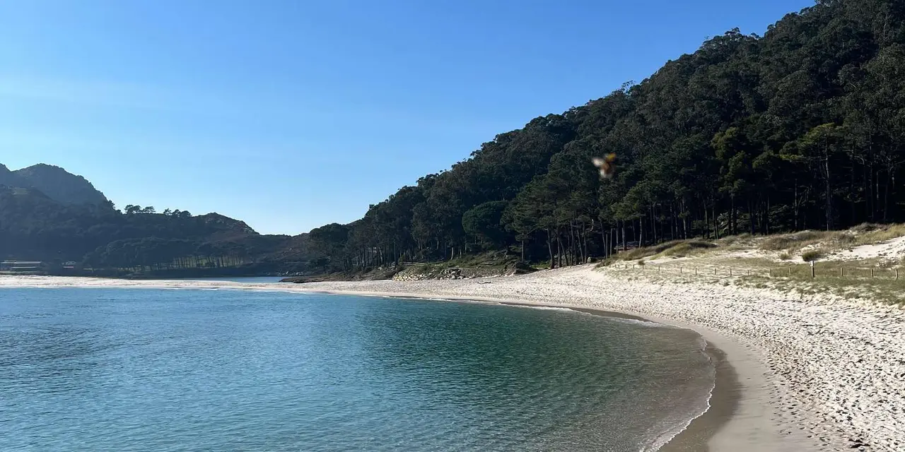 A curved beach of pale sand and clear turquoise water at the foot of pine-covered hills on the Cíes Islands