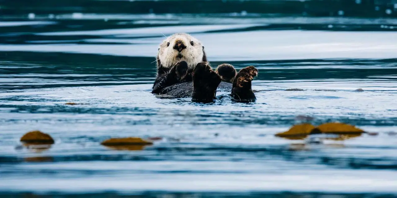 A sea otter floating on its back in dark blue water, face toward the camera with its hind feet in the air and clumps of kelp around it