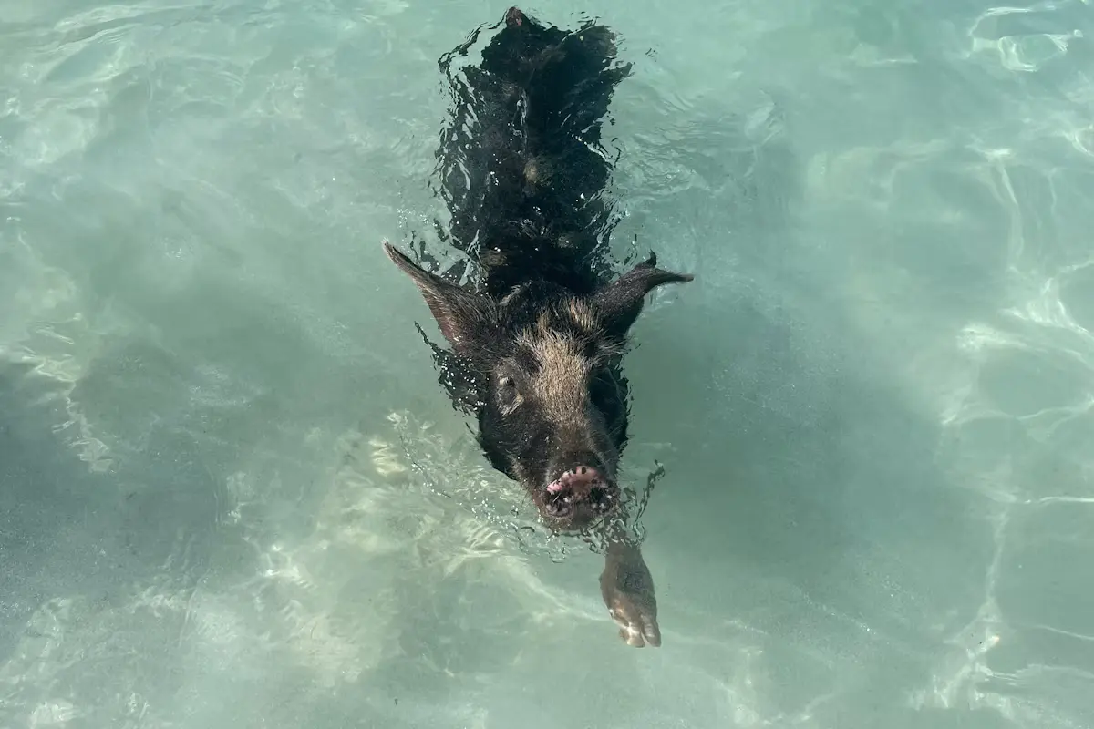 A black pig swimming toward the camera through clear turquoise water