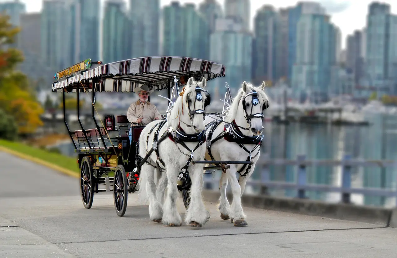 Two white draft horses pulling a striped-canopy carriage along the Coal Harbour seawall, downtown towers behind