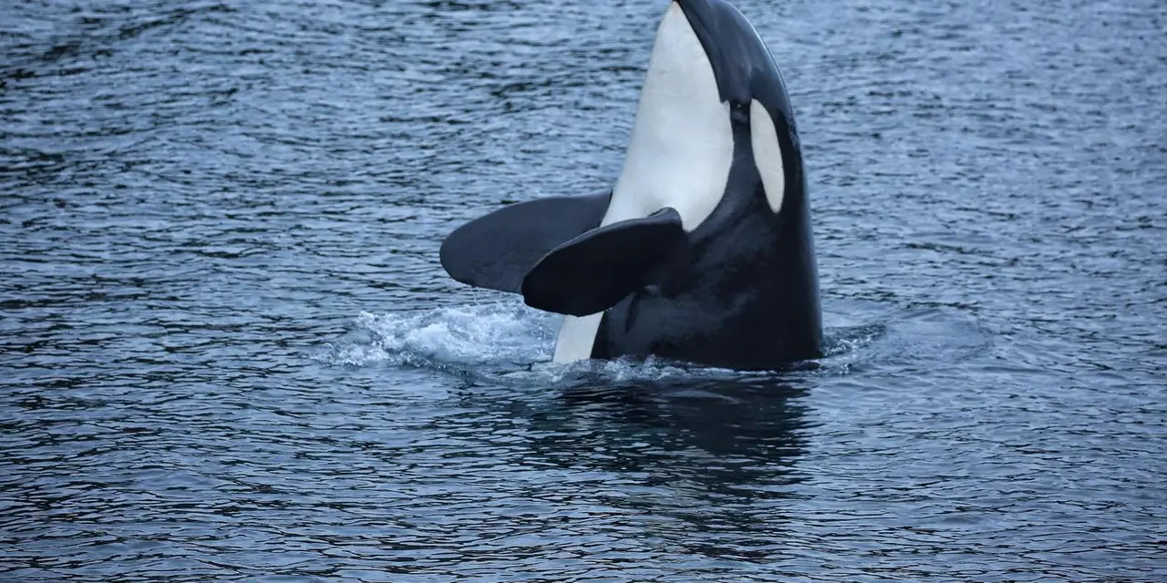 An orca rising upright out of dark, rippled water with its black-and-white head and both pectoral fins showing above the surface