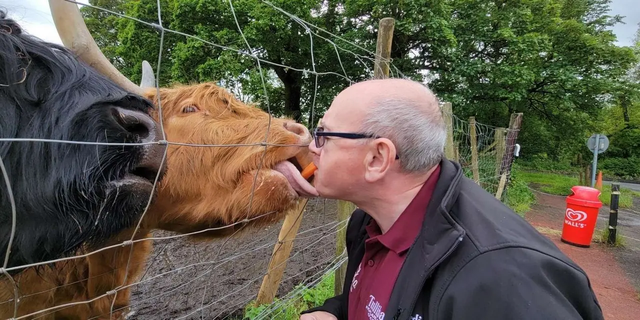 A man in glasses feeding a carrot to a shaggy ginger Highland cow over a wire fence