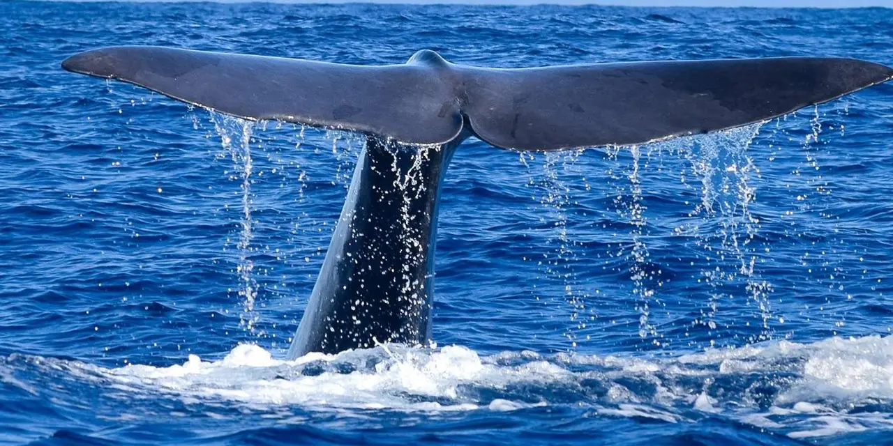 A whale's tail fluke lifting out of dark blue water with droplets falling from it
