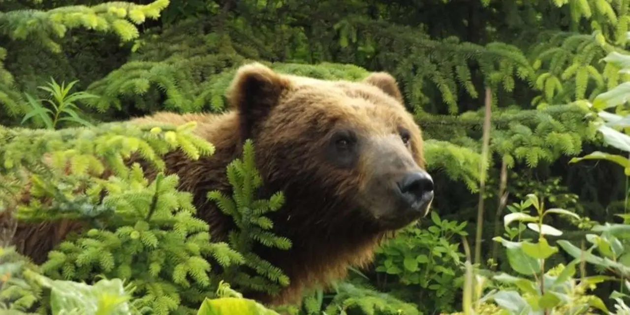 A brown bear's head and shoulders showing through a thicket of bright green spruce branches