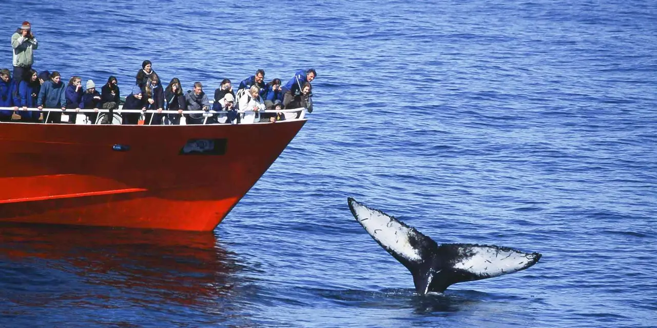 A red tour boat with passengers at the rail and a whale's tail rising from blue water