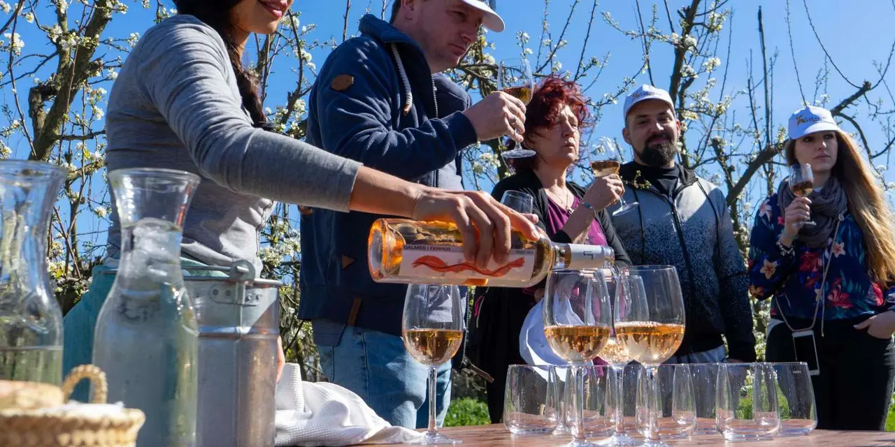 A guide pouring rosé wine into glasses for a group outdoors under blossoming trees