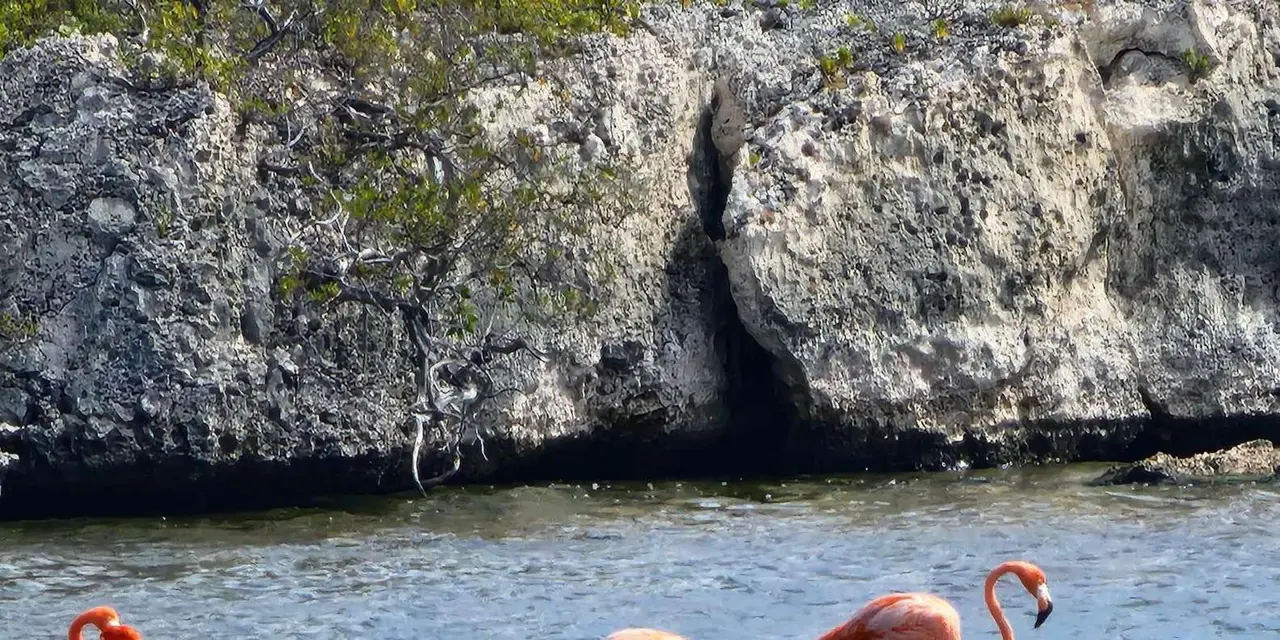 Weathered grey limestone shoreline cut by a small inlet, with shallow turquoise water in front