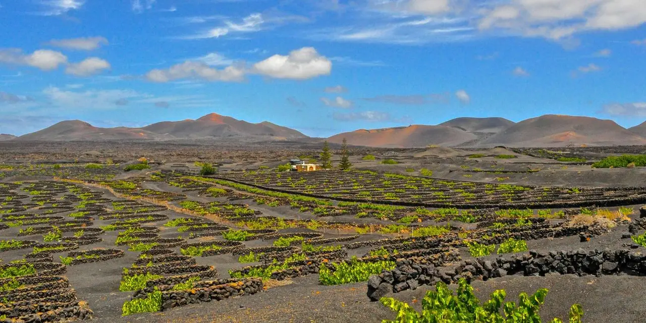 A wide plain of vines in black ash pits with volcanic hills behind under a blue sky