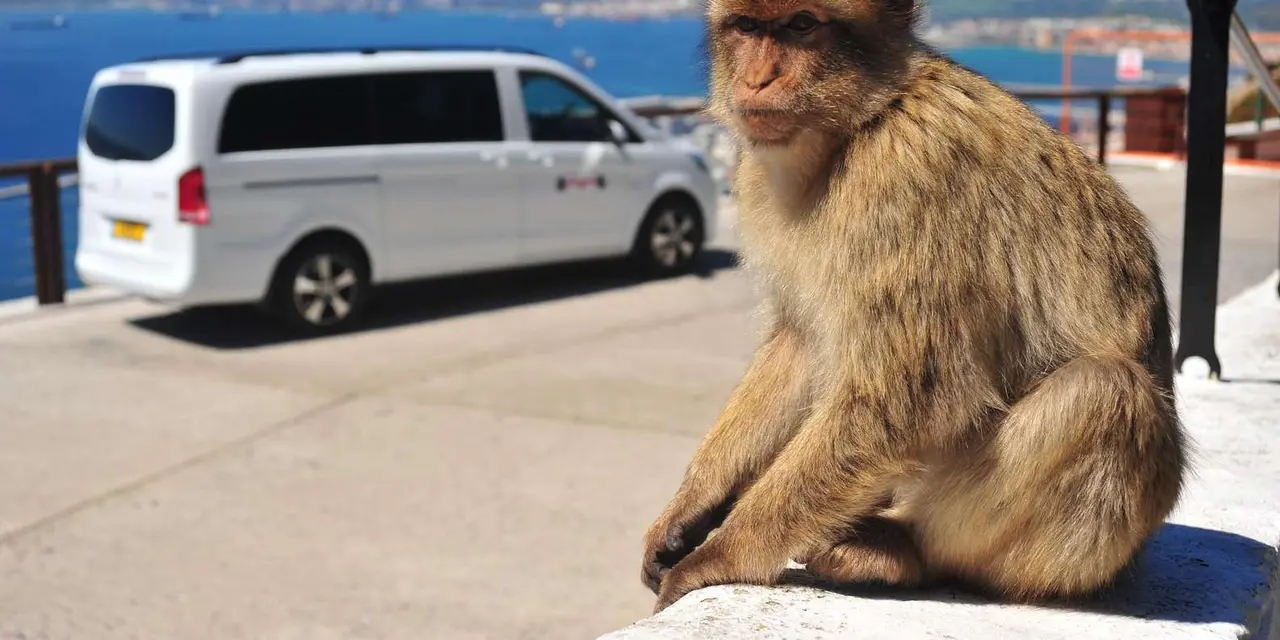 A Barbary macaque sitting on a wall beside a white minivan, with the bay and the Spanish coast behind