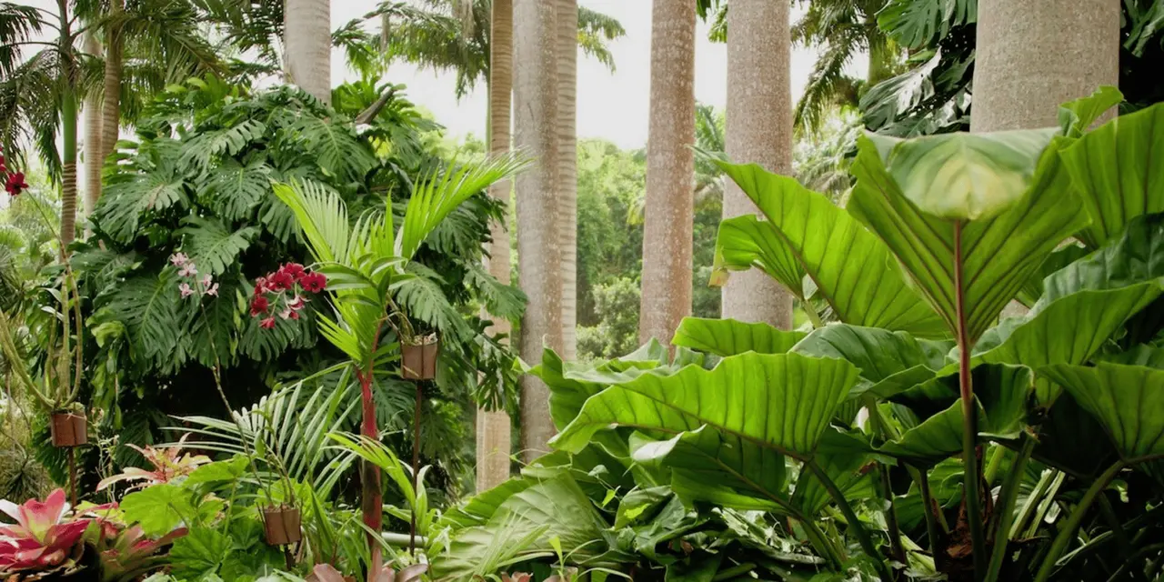 Tall palm trunks rising over broad-leaved tropical plants in a garden