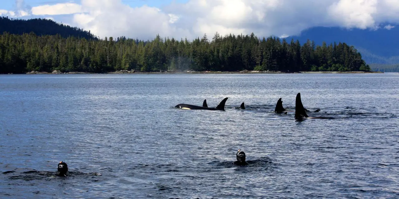 Two snorkelers' heads in a cold channel as a pod of orcas surfaces beyond them