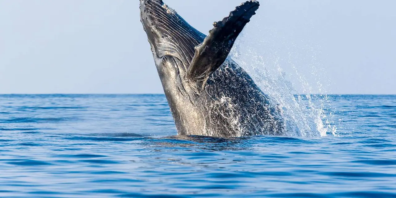 A humpback whale breaching out of blue water